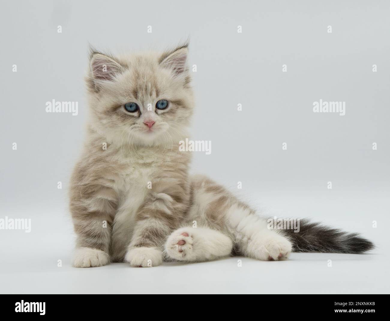 Neva masquerade gattino su sfondo bianco Foto Stock