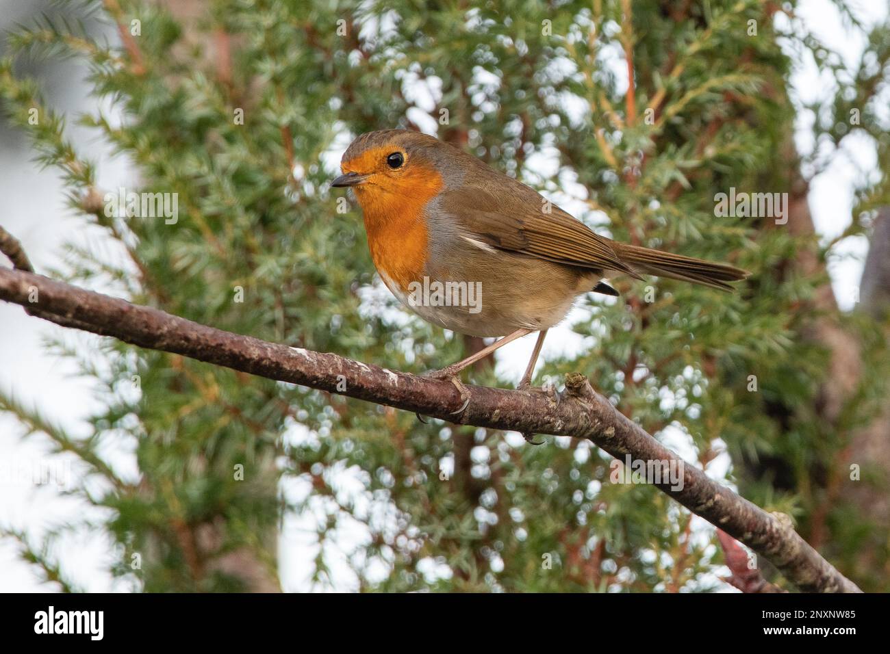 Robin, (Erithacus rubecula), Inverurie, Scozia, Regno Unito Foto Stock