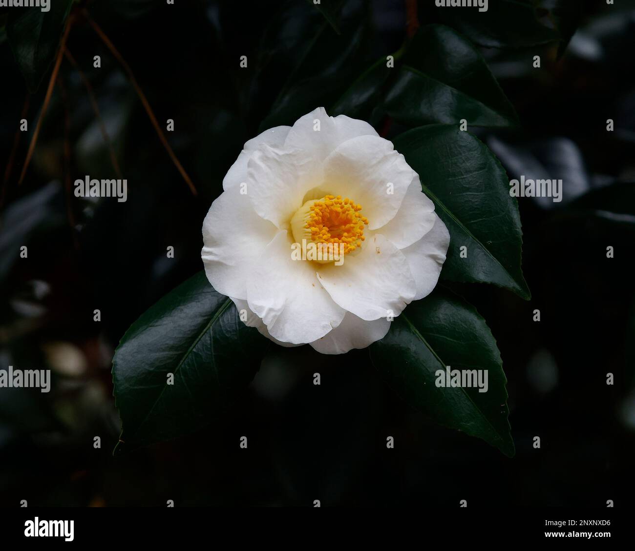 Primo piano del fiore bianco d'inverno del giardino sempreverde arbusto camelia x williamsii schiuma di mare. Foto Stock