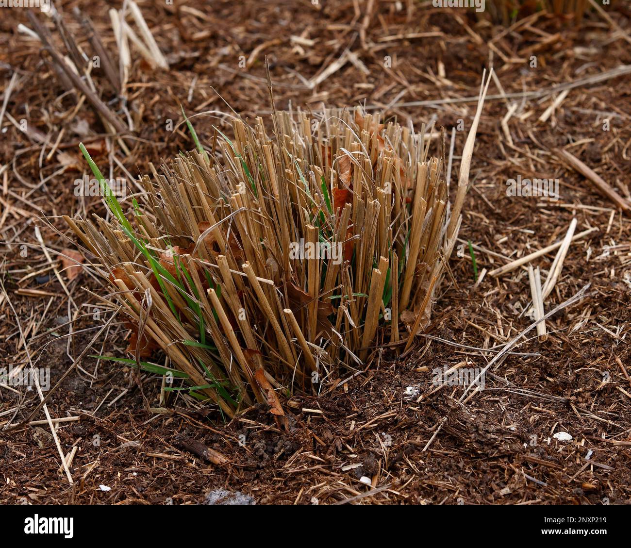 Primo piano del giardino erba ornamentale Calamagrostis brachytricha o erba di piume coreana visto dopo potatura e taglio duro in inverno. Foto Stock