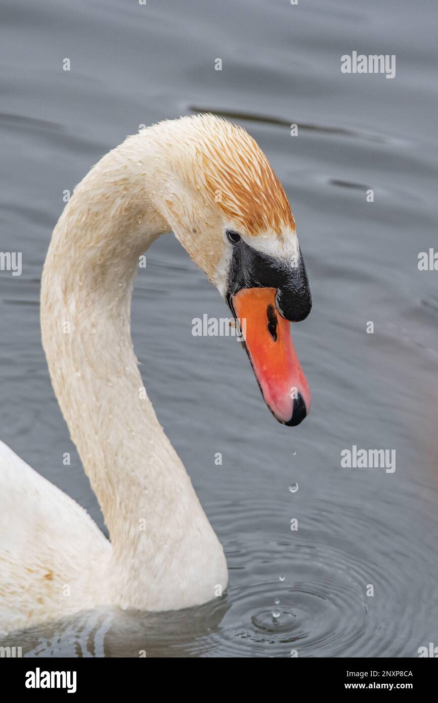 Cigno muto (Cygnus olor), fiume Don, Tillydrone, Aberdeen, Scozia, REGNO UNITO Foto Stock