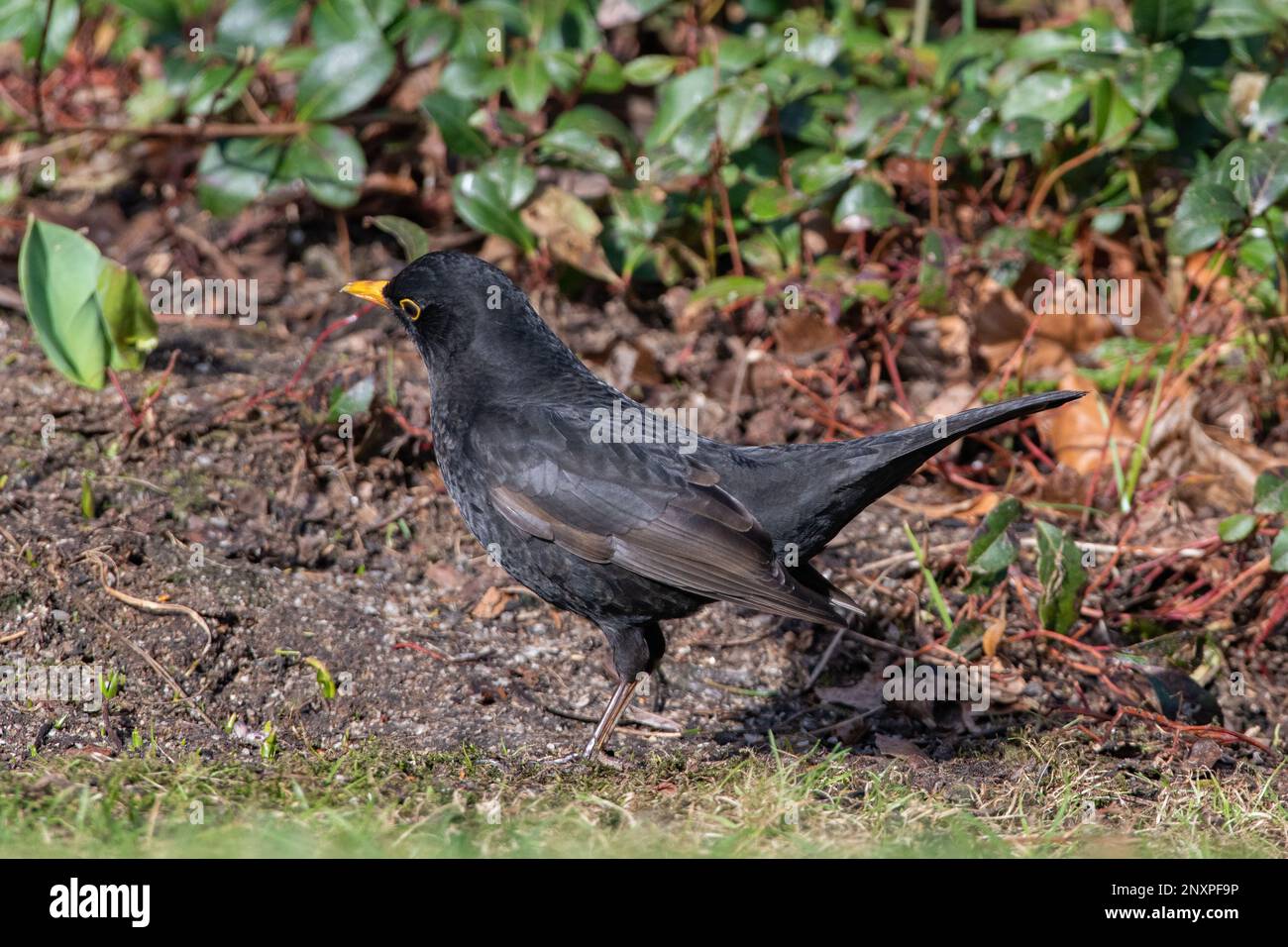 Blackbird comune femminile (Turdus merula), Inverurie, Aberdeenshire, Scozia, Regno Unito Foto Stock