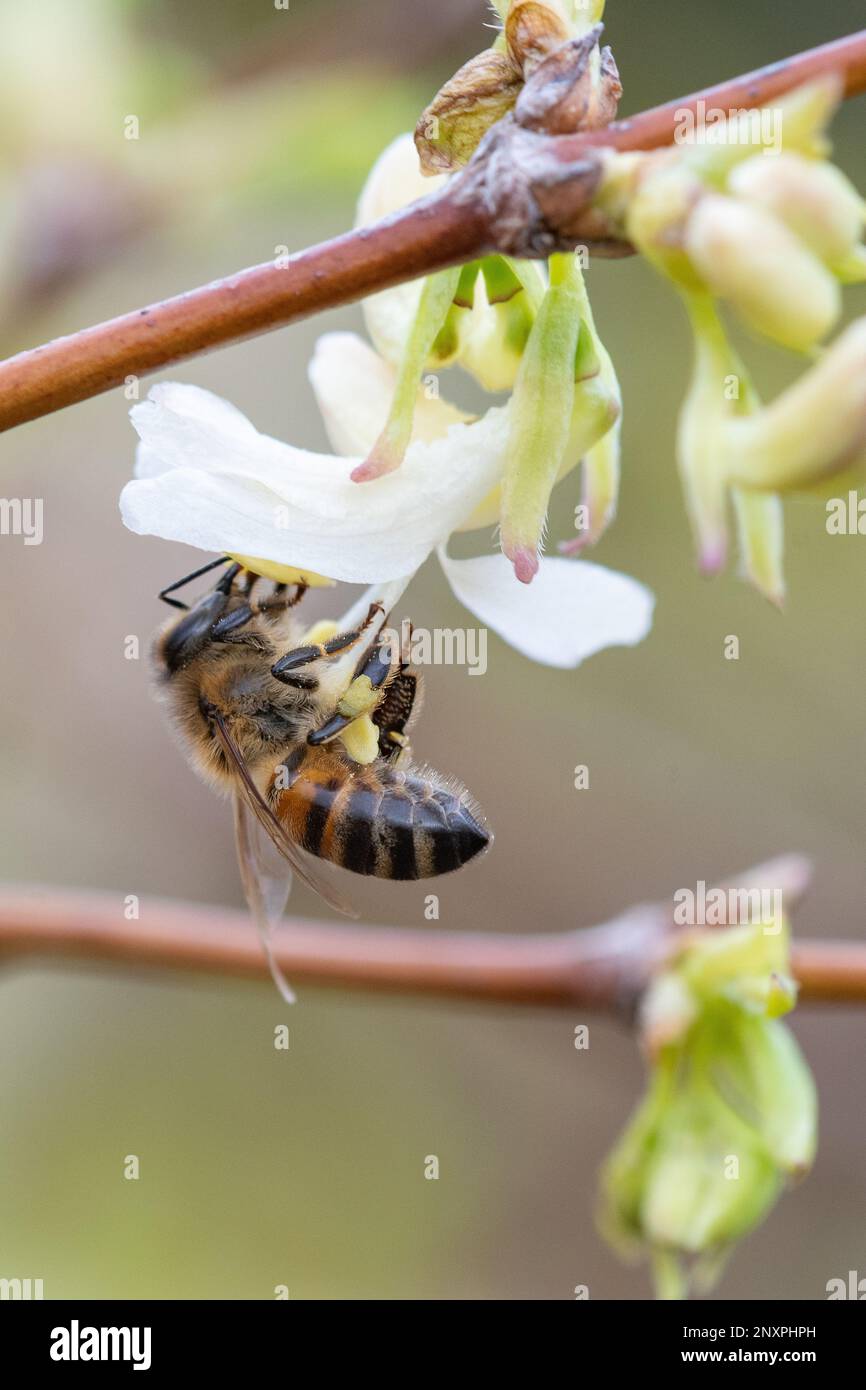 Ape primaverile di miele su un fiore di Daphne, Castello Fraser, Kemnay, Aberdeenshire, Scozia, REGNO UNITO Foto Stock