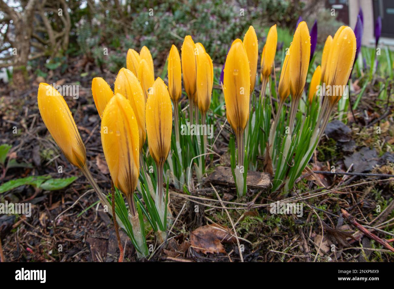 Fiori gialli di cocus, Inverurie, Aberdeenshire, Scozia, Regno Unito Foto Stock