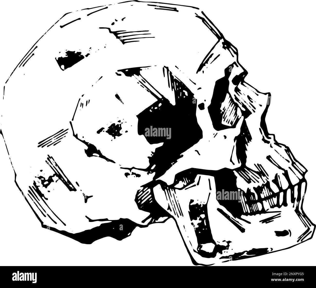 Illustrazione del vettore cranio umano dipinta a mano a inchiostro Illustrazione Vettoriale