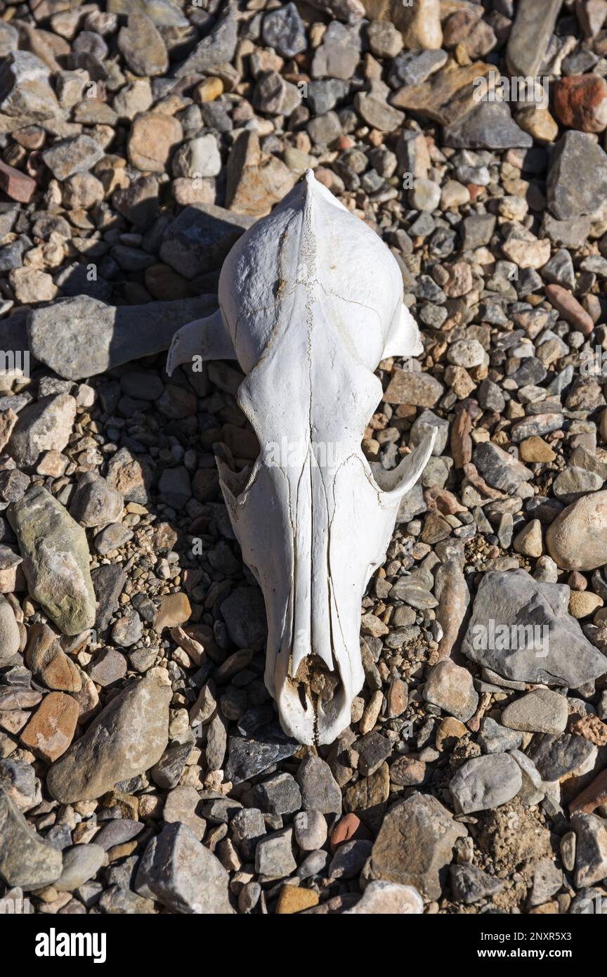 vecchio cranio di coyote sbiancato seduto su un ruscello di ghiaia Foto Stock