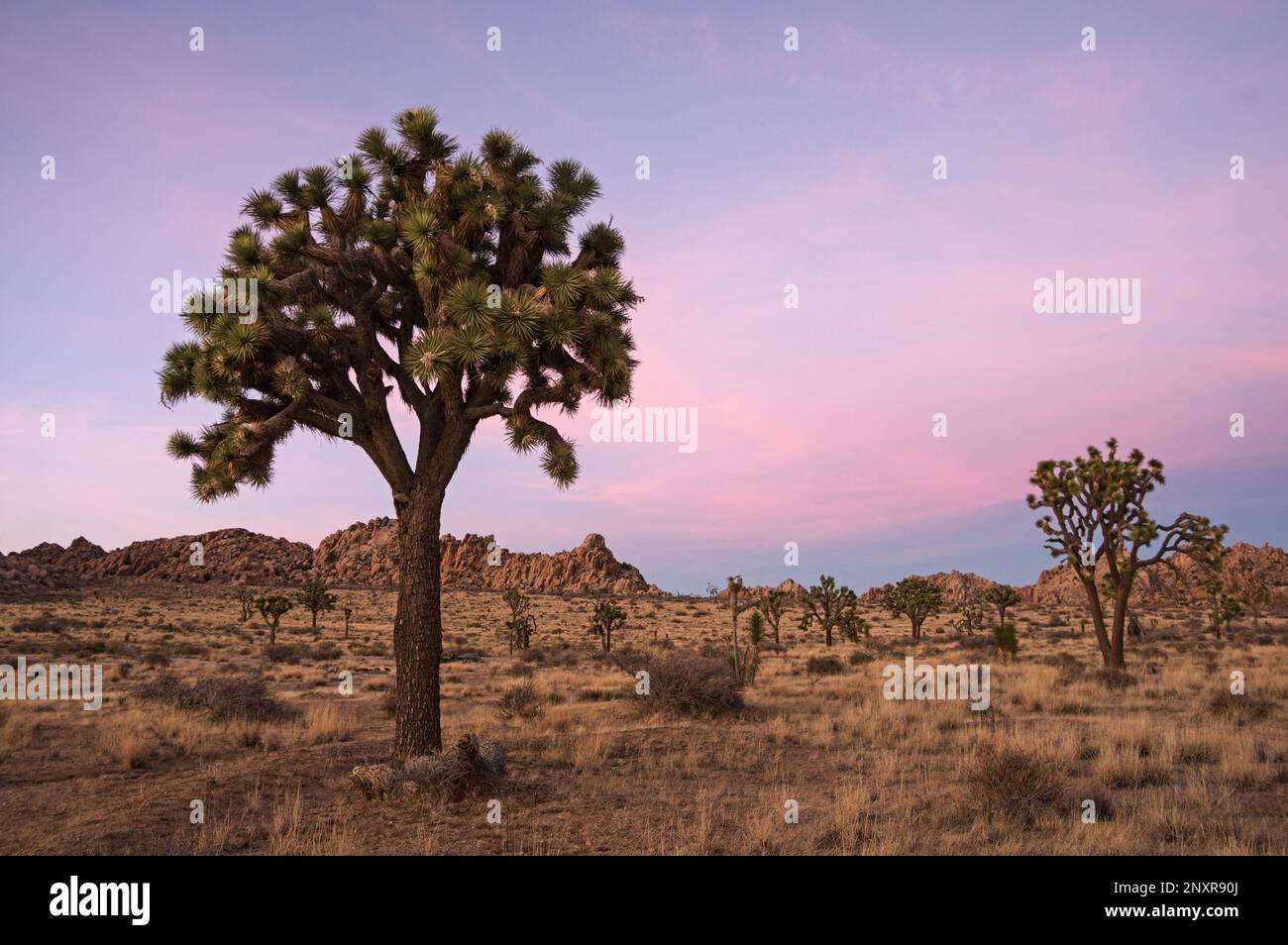 Grande Joshua Tree e Joshua Tree National Park paesaggio al crepuscolo Foto Stock