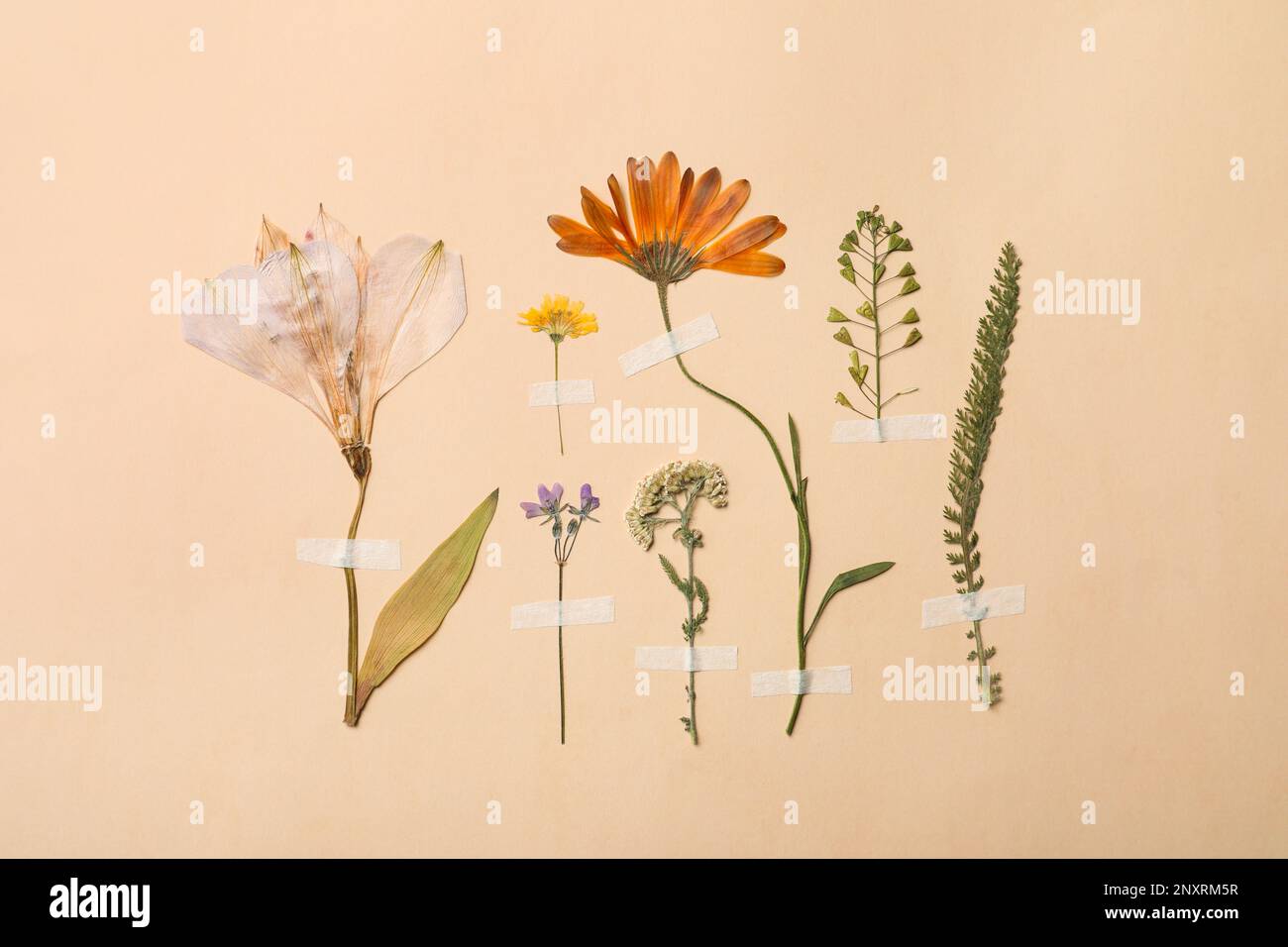 Fiori secchi pressati e piante su sfondo beige. Bellissimo erbario Foto Stock