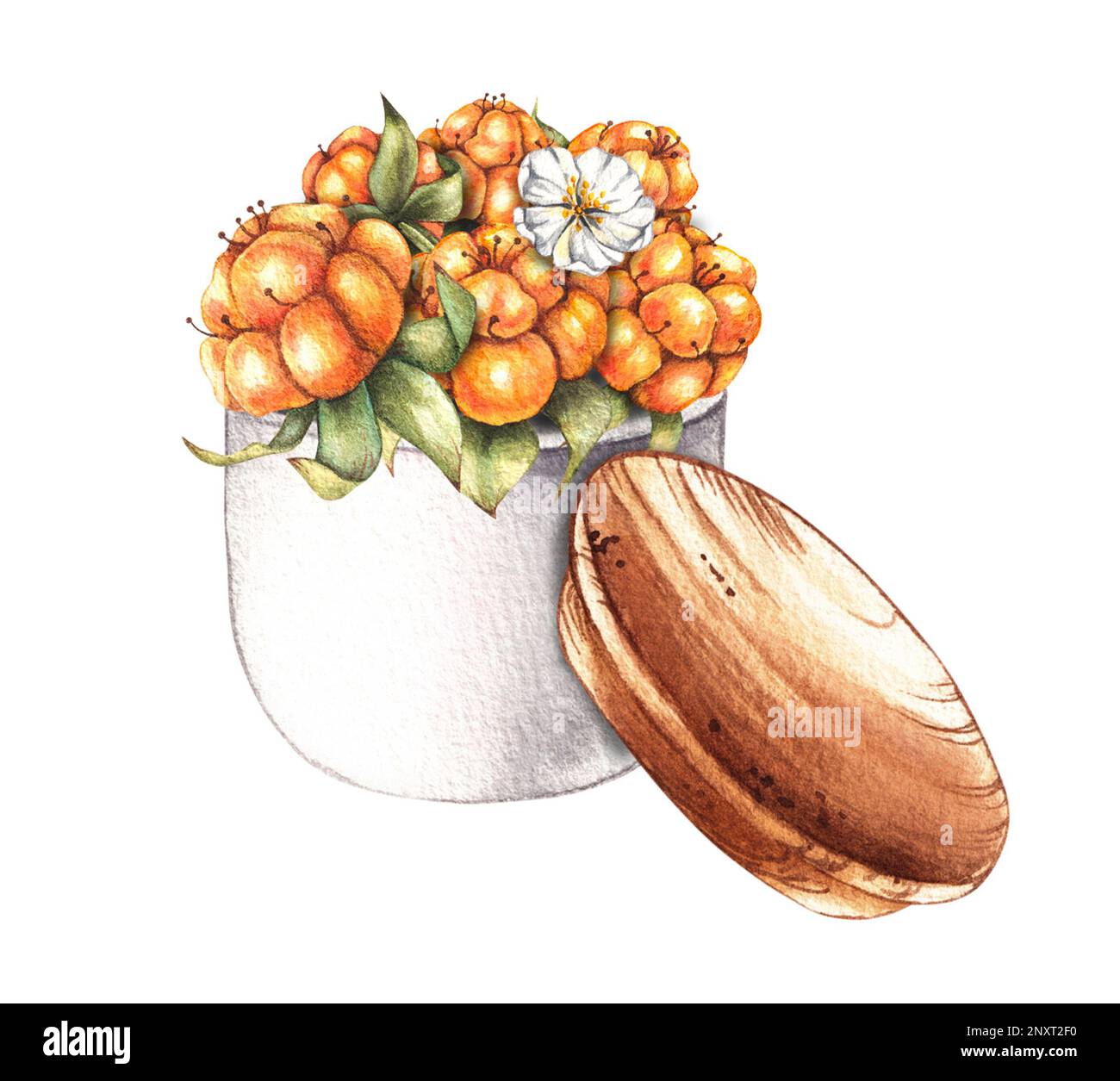 Composizione acquerello con bacche nuvolose in una ciotola con coperchio di legno su fondo bianco per disegno alimentare, stampe, biglietti, inviti, striscioni, n. Foto Stock