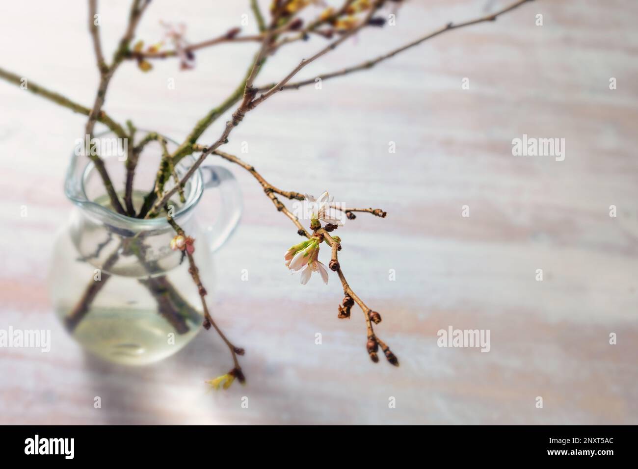 Vaso in vetro con rami di ciliegia invernale (Prunus subhirtella autumnalis) con delicati fiori in primavera su un tavolo in legno chiaro, gre stagionale Foto Stock