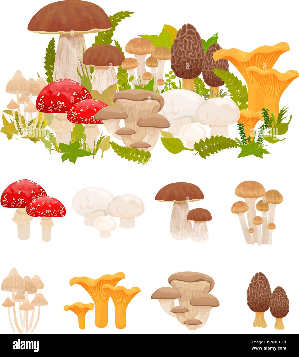 Funghi piatto insieme con composizioni isolate di funghi forestali con specie commestibili e velenose insieme illustrazione vettoriale Illustrazione Vettoriale