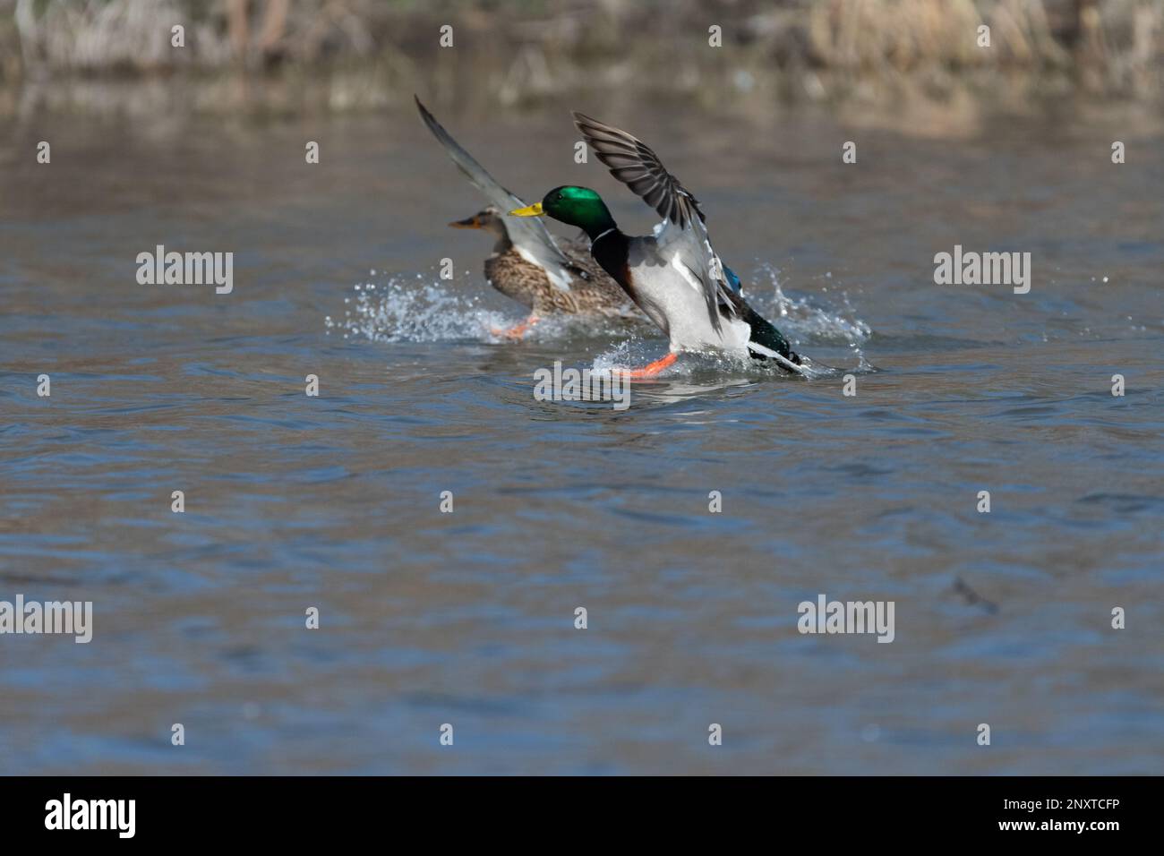 Due Mallard Ducks che si allungano con i piedi mentre si preparano a fare un tuffo sull'acqua di un lago. Foto Stock