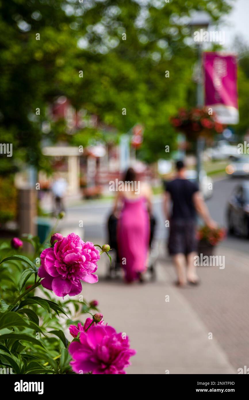 Immagine di scorta primo piano di fiori con persone fuori fuoco a piedi sulla Main St Unionville, destinazione turistica Ontario. Foto Stock