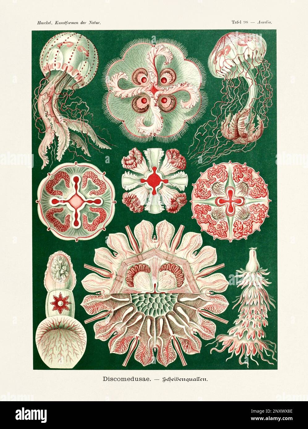 ERNST HAECKEL ARTE - Discomedusae, meduse - 19th ° secolo - Antique Zoological Illustration - illustrazioni del libro : "forme d'arte in natura" Foto Stock