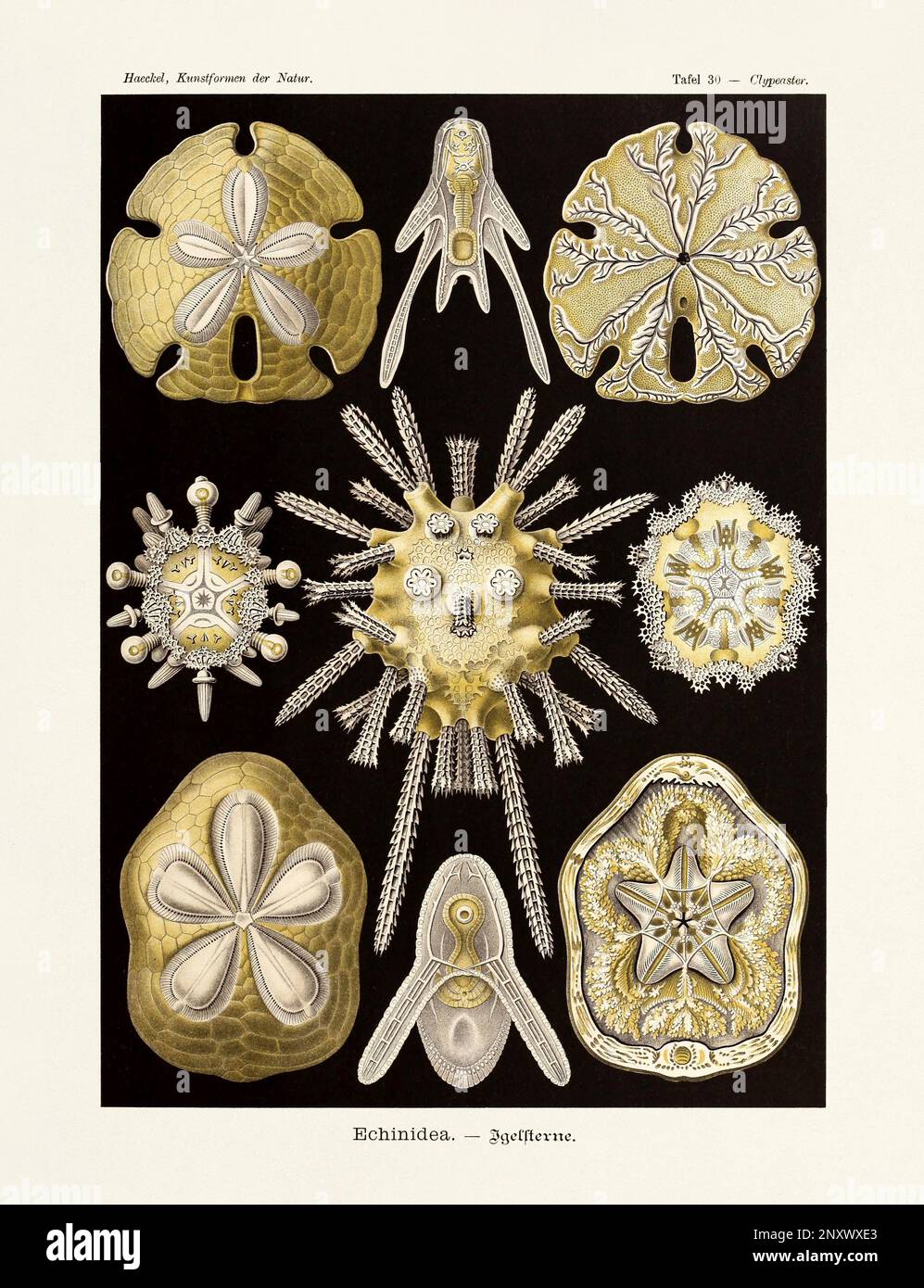 ERNST HAECKEL ARTE - Echinidea, ricci di mare - 19th ° secolo - Antique Zoological Illustration - illustrazioni del libro : "forme d'arte in natura" Foto Stock