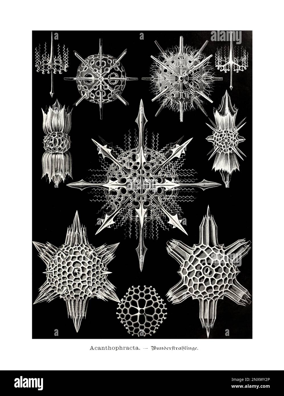 ERNST HAECKEL ARTE - Acanthophracta - 19th ° secolo - Antique Zoological Illustration - illustrazioni del libro : “Art Forms in Nature” Foto Stock