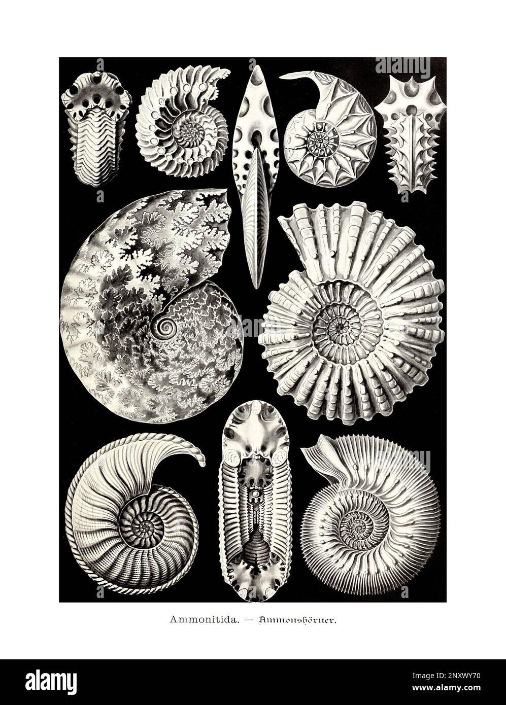 ERNST HAECKEL ARTE - Ammonitida - 19th ° secolo - Antique Zoological Illustration - illustrazioni del libro : “Art Forms in Nature” Foto Stock