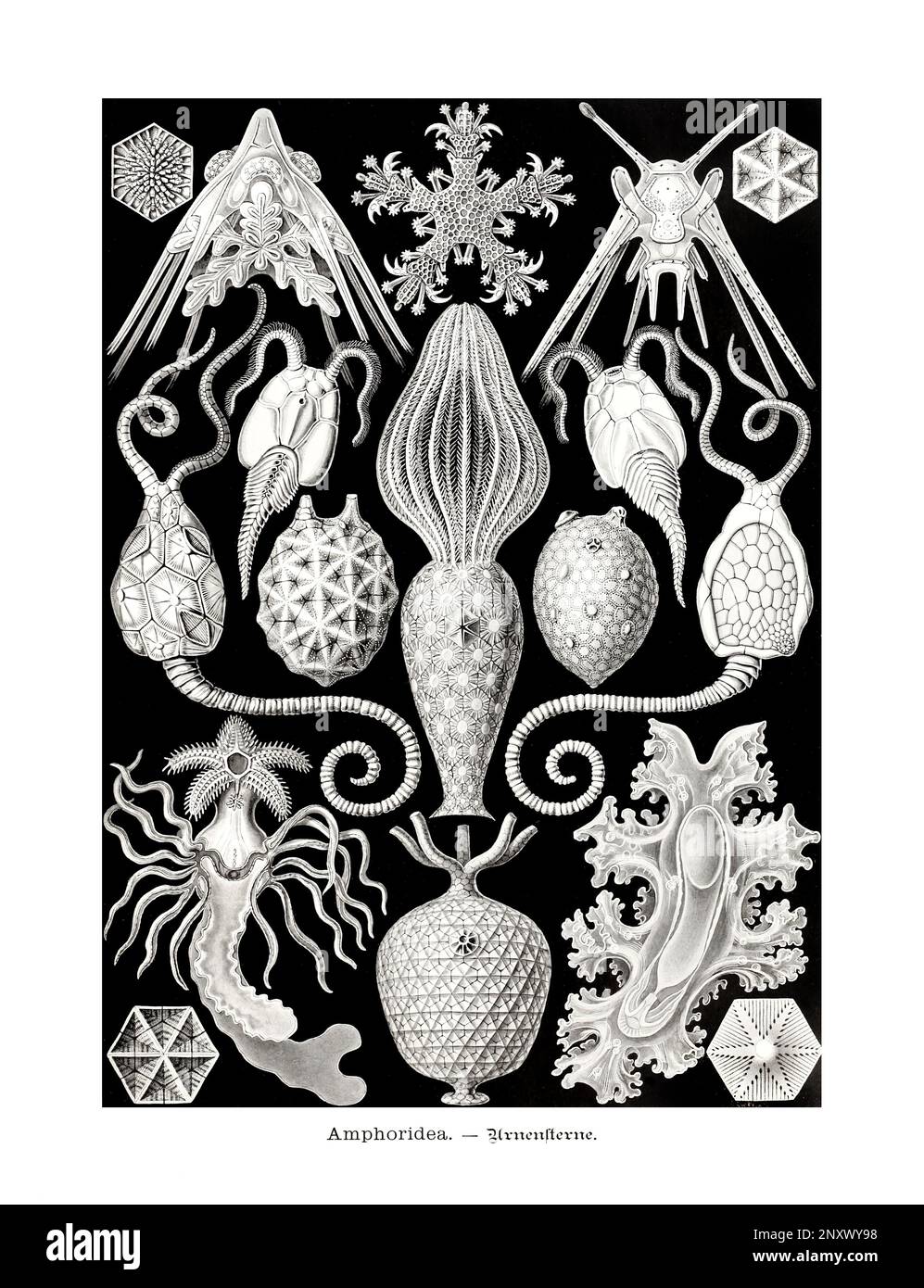ERNST HAECKEL ARTE - Amphoridea - 19th ° secolo - Antique Zoological Illustration - illustrazioni del libro : “Art Forms in Nature” Foto Stock