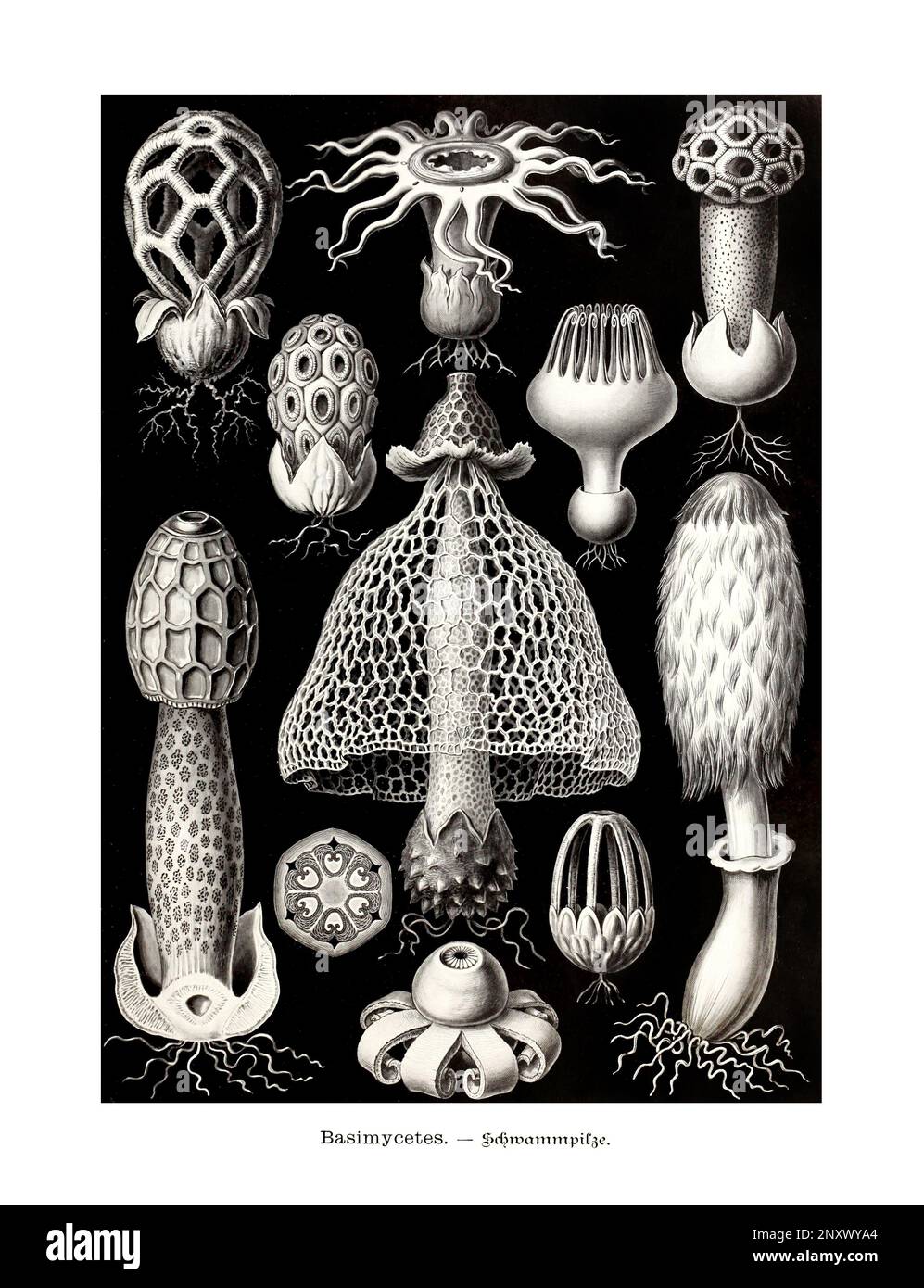 ERNST HAECKEL ARTE - Basilycetes - 19th ° secolo - Antique Zoological Illustration - illustrazioni del libro : “Art Forms in Nature” Foto Stock
