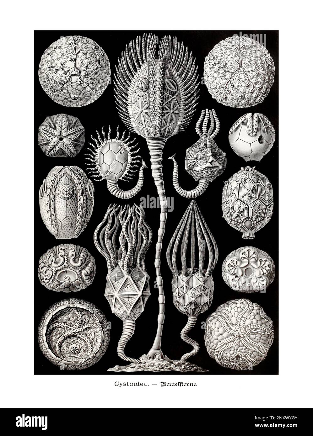 ERNST HAECKEL ARTE - Cystoidea, echinodermi crinozoiche - 19th ° secolo - Antique Zoological Illustration - illustrazioni del libro : “Art Forms in Natu Foto Stock