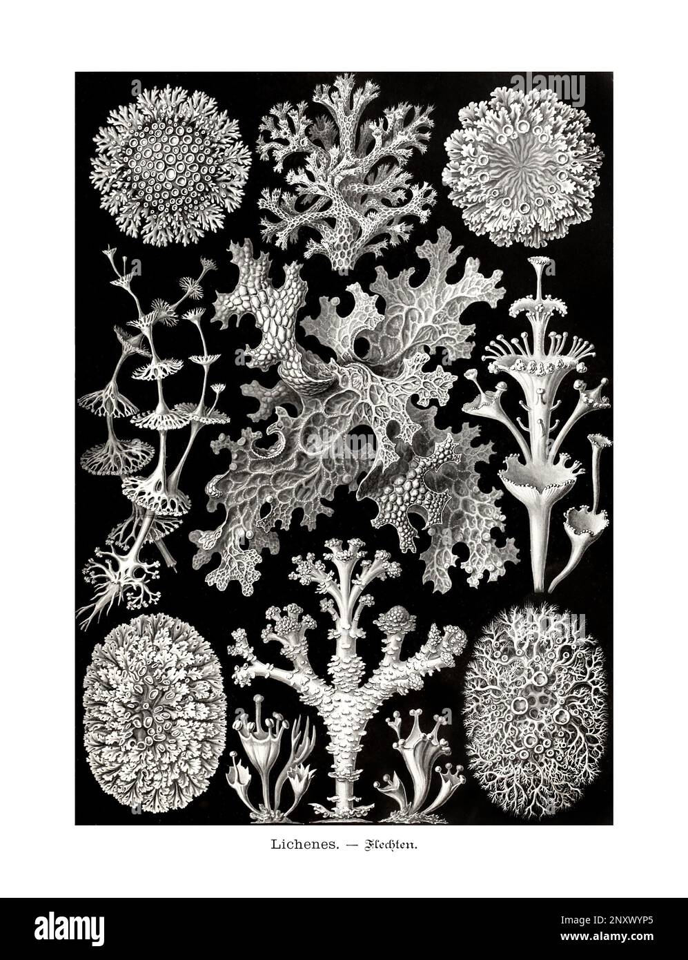 ERNST HAECKEL ARTE - Lichenes - 19th ° secolo - Antique Zoological Illustration - illustrazioni del libro : “Art Forms in Nature” Foto Stock