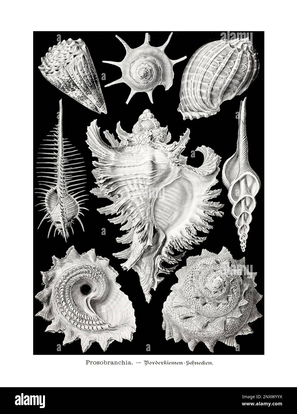 ERNST HAECKEL ARTE - Prosobranchia, lumache di mare - 19th ° secolo - Antique Zoological Illustration - illustrazioni del libro : "forme d'arte in natura" Foto Stock