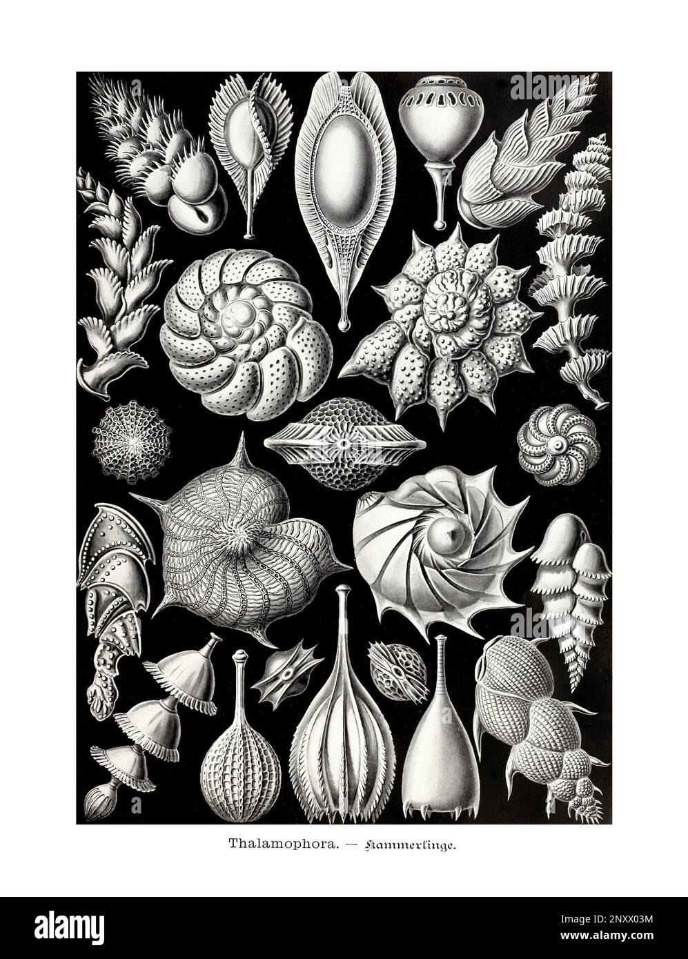 ERNST HAECKEL ARTE - Thalamophora o forami - 19th ° secolo - Antique Zoological Illustration - illustrazioni del libro : "forme d'arte in natura" Foto Stock