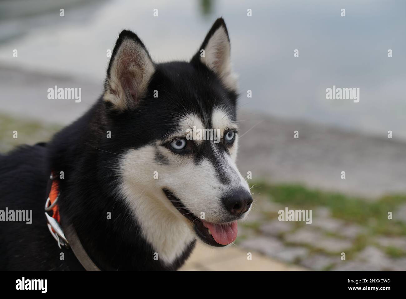 Husky am Kitzinger Mainufer Foto Stock