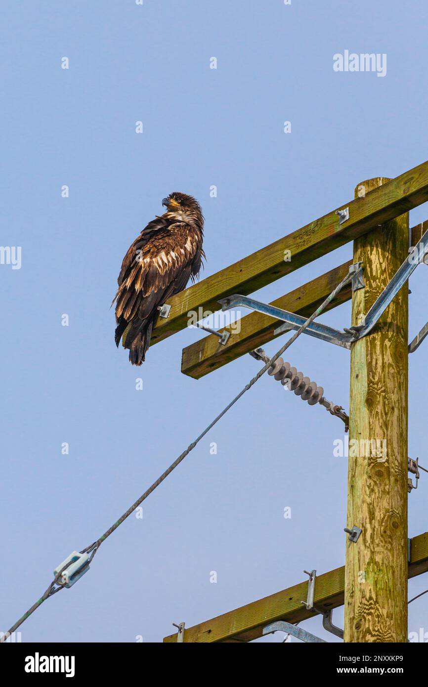 Aquila di Bald immatura che riposa su un palo di potere in Steveston British Columbia Canada Foto Stock