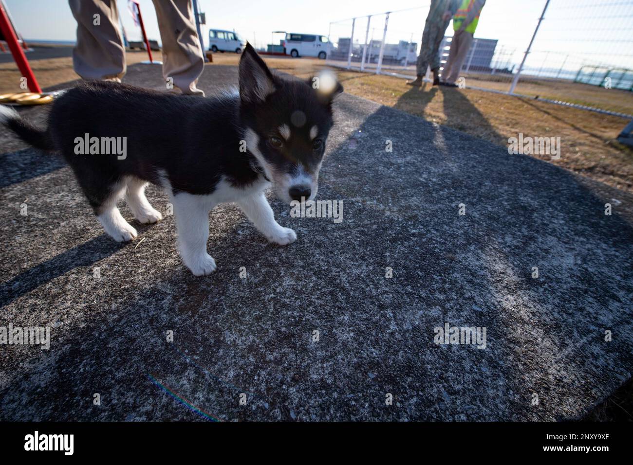 YOKOSUKA, Giappone (1 febbraio 2023) - i membri della comunità e i loro animali domestici godono di 'Barky Field', il nuovo parco per cani a bordo del comandante, Fleet Activities Yokosuka. Il parco per cani è stato costruito dal dipartimento lavori pubblici della CFAY insieme al Naval Facilities Engineering Systems Command (NAVFAC) far East. Per 75 anni, la CFAY ha fornito, mantenuto e gestito strutture e servizi di base a sostegno delle forze navali della flotta statunitense 7th, dei comandi locatari e di migliaia di militari e civili e delle loro famiglie. Foto Stock