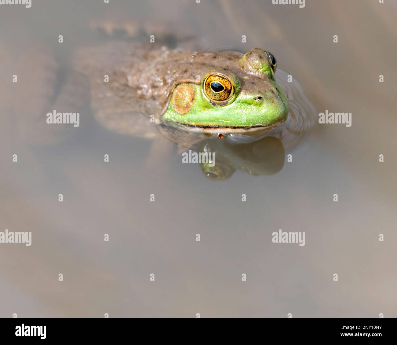 Bullfrog in acqua con testa appena sopra la superficie. Foto Stock