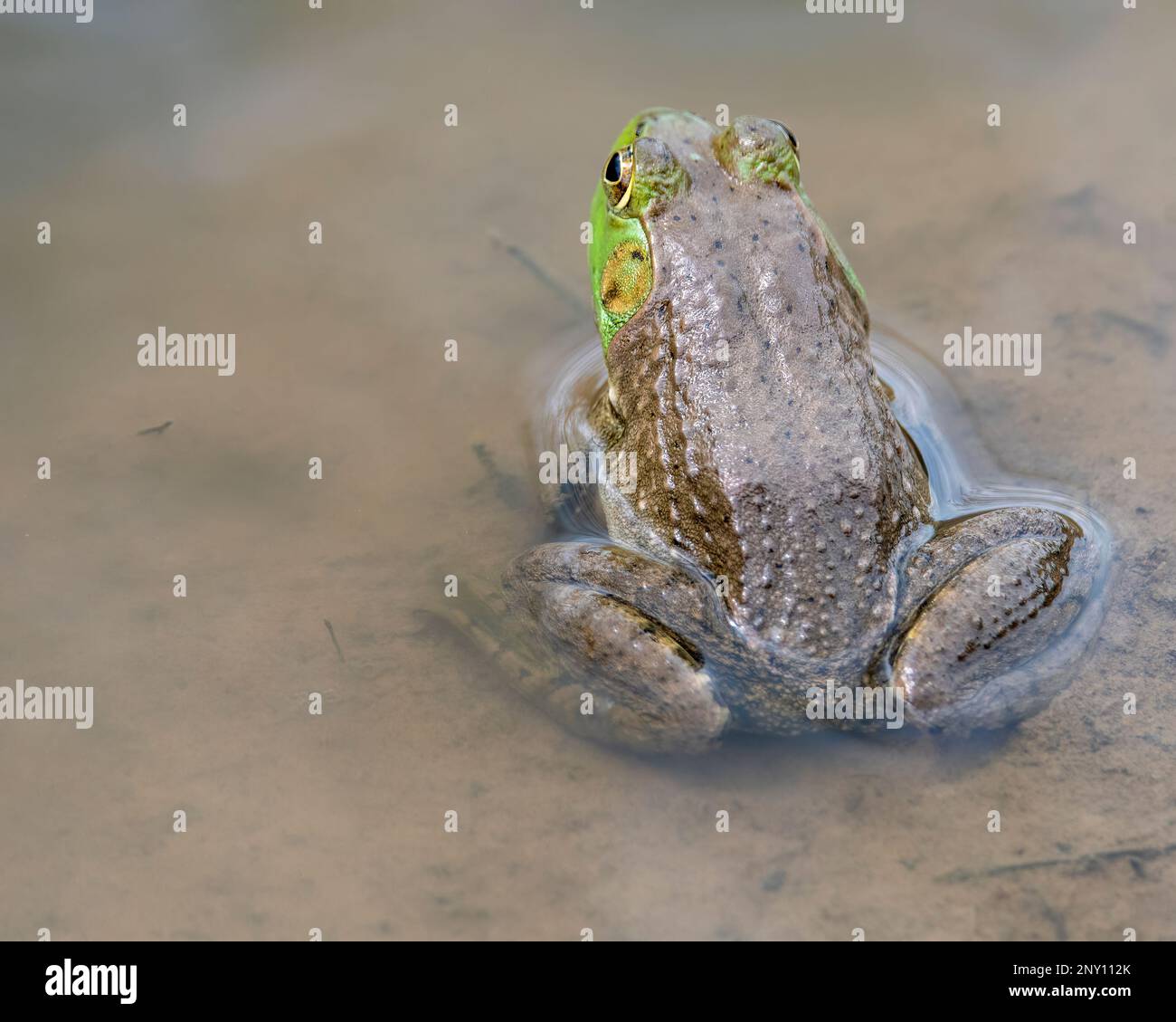 Bullfrog in acqua con testa appena sopra la superficie. Foto Stock