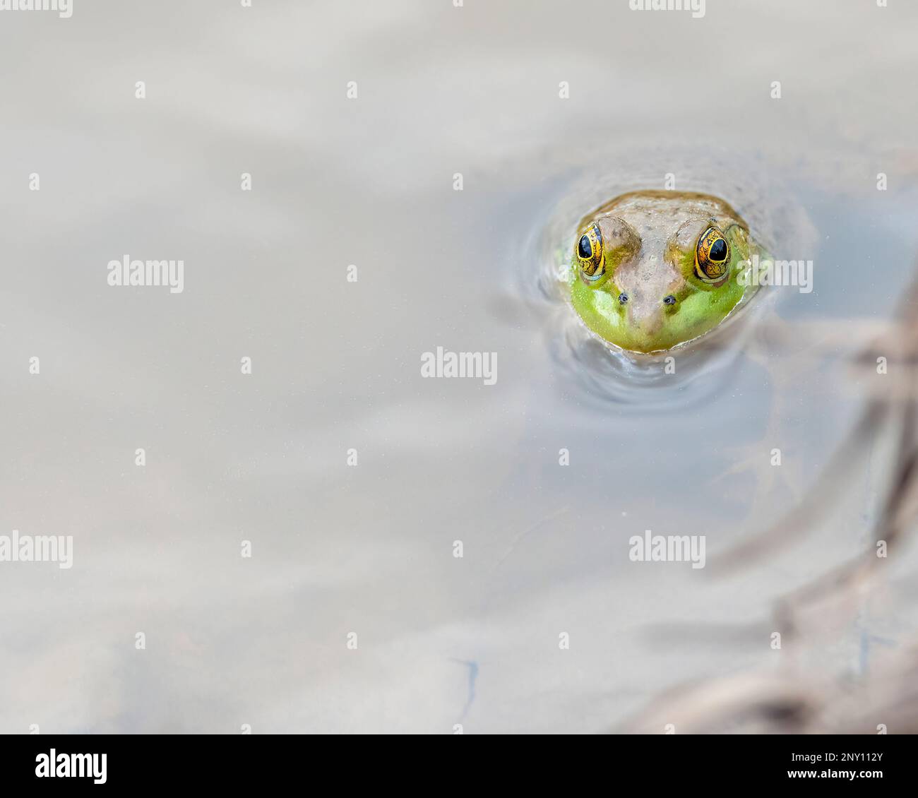 Bullfrog in acqua con testa appena sopra la superficie. Foto Stock