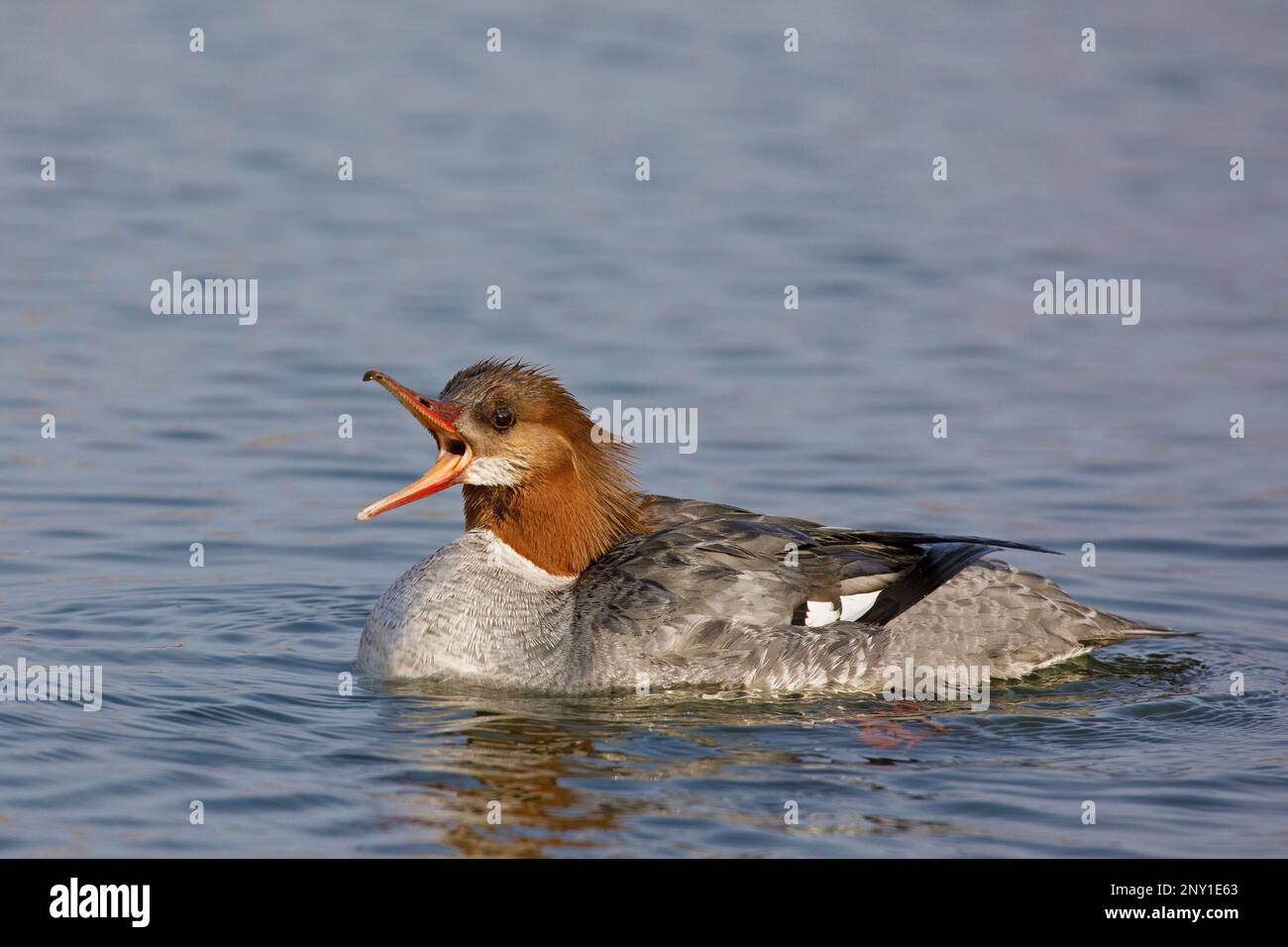 Chiamata femminile del mercanser comune, Prince's Island Park, Alberta, Canada. Mergus merganser Foto Stock