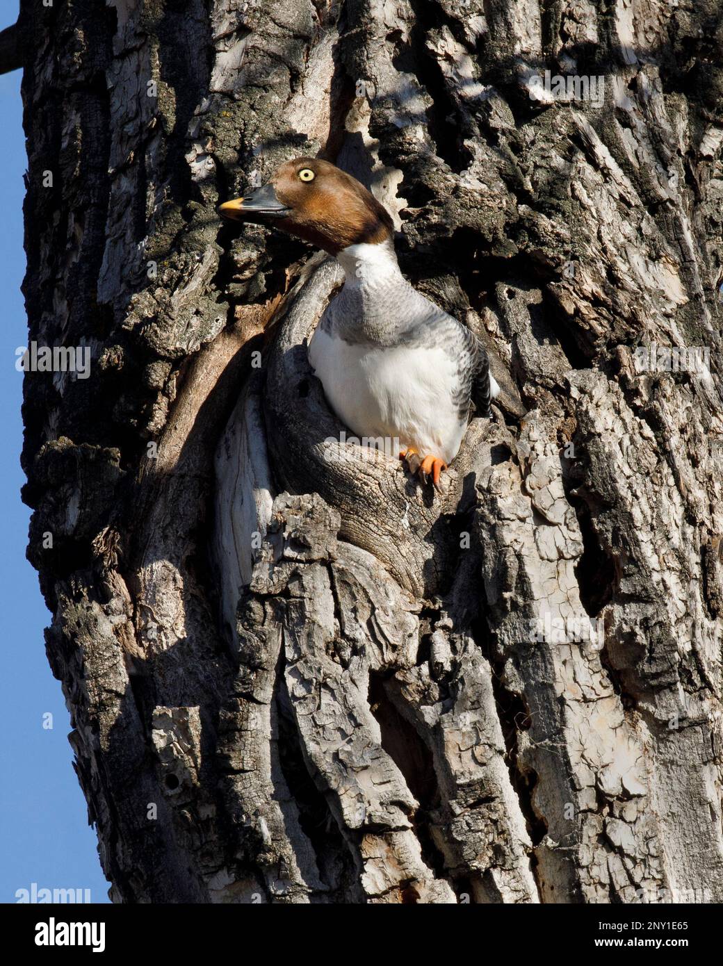 GoldenEye femmina anatra che guarda fuori dal buco nido in Balsam tronco di albero di pioppo di una foresta riparia, Inglewood Bird Sanctuary, Canada. Clangola di Bucephala Foto Stock