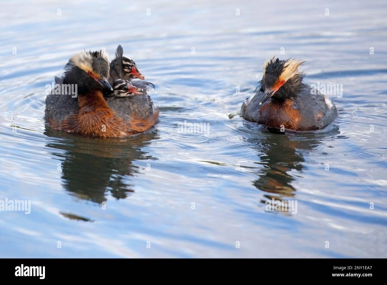 Famiglia GREBE cornuto che nuota in un lago con un uccello genitore che trasporta i loro due pulcini sulla sua parte posteriore, Canada. Podiceps auritus Foto Stock