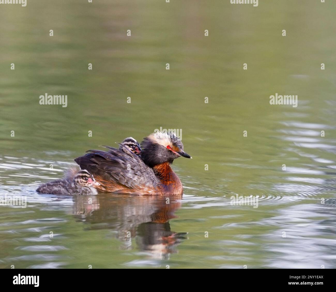 Uccello parente Grebe cornuto con un pulcino che cavalca sulla schiena del genitore e l'altro che nuota vicino. Canada. Podiceps auritus Foto Stock