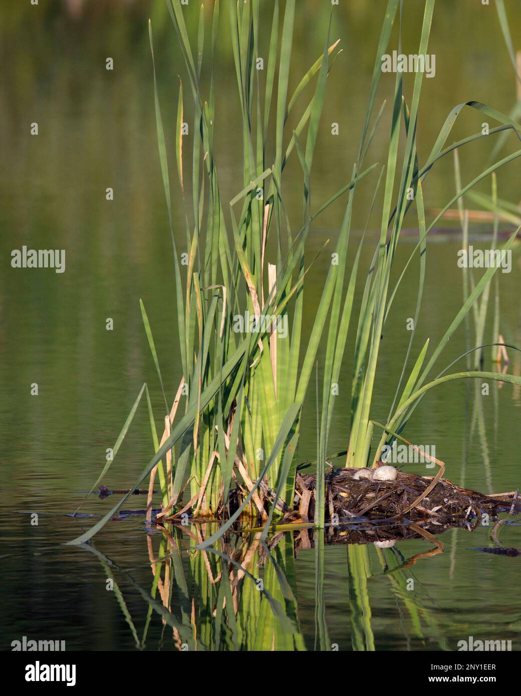 Uova grebe dal collo rosso in un nido galleggiante di vegetazione costruito tra le piante di cattaglia in uno stagno, Calgary, Alberta, Canada. Podiceps grisegena Foto Stock