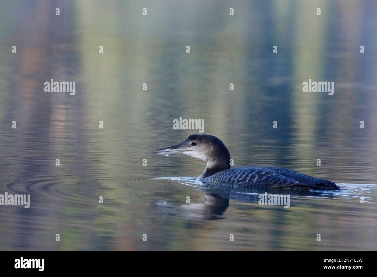Il giovane Loon comune nuota nel lago Patricia, nel Jasper National Park, Alberta, Canada. Gavia immer Foto Stock