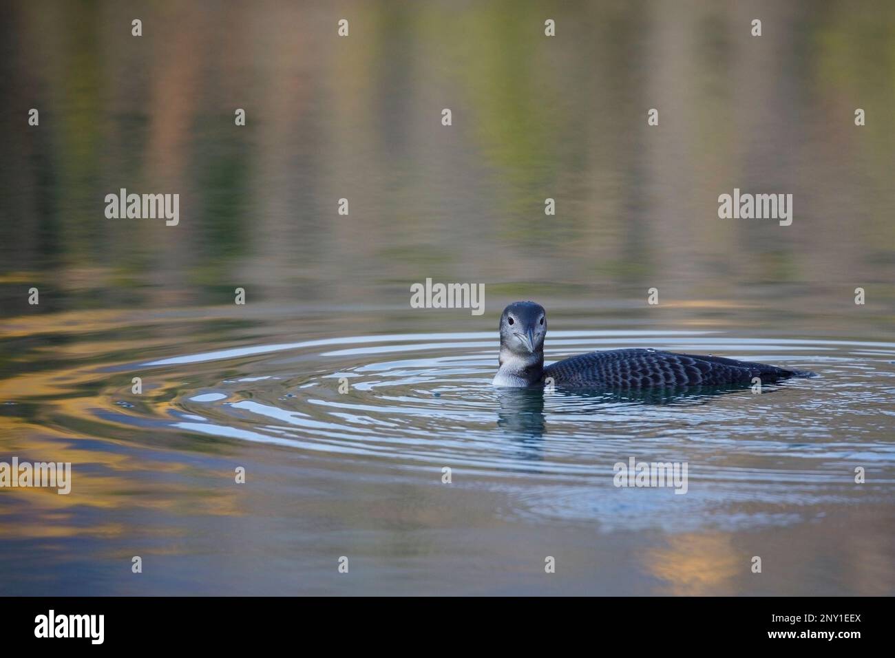 Il giovane Loon comune nuota nel lago Patricia, nel Jasper National Park, Alberta, Canada. Gavia immer Foto Stock