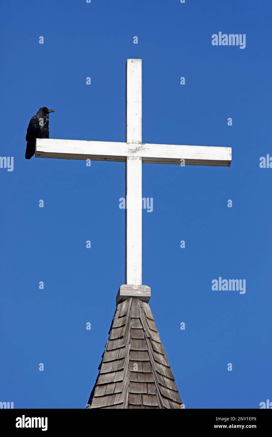 Corvo comune arroccato su una croce bianca in cima alla chiesa di Jasper Luthernan, Alberta, Canada. Corvus corax Foto Stock