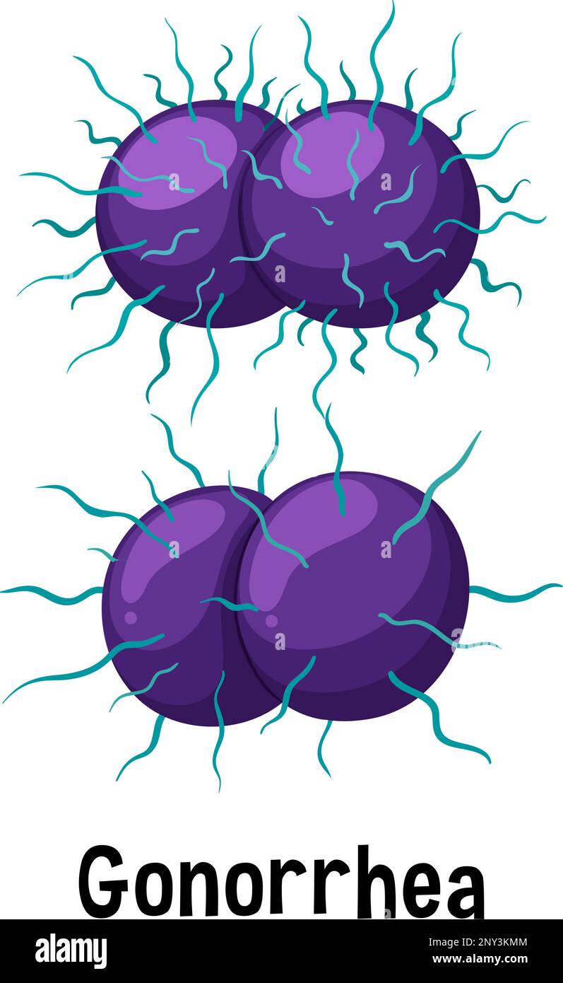 Batterio Neisseria gonorrhoeae con illustrazione del testo Illustrazione Vettoriale