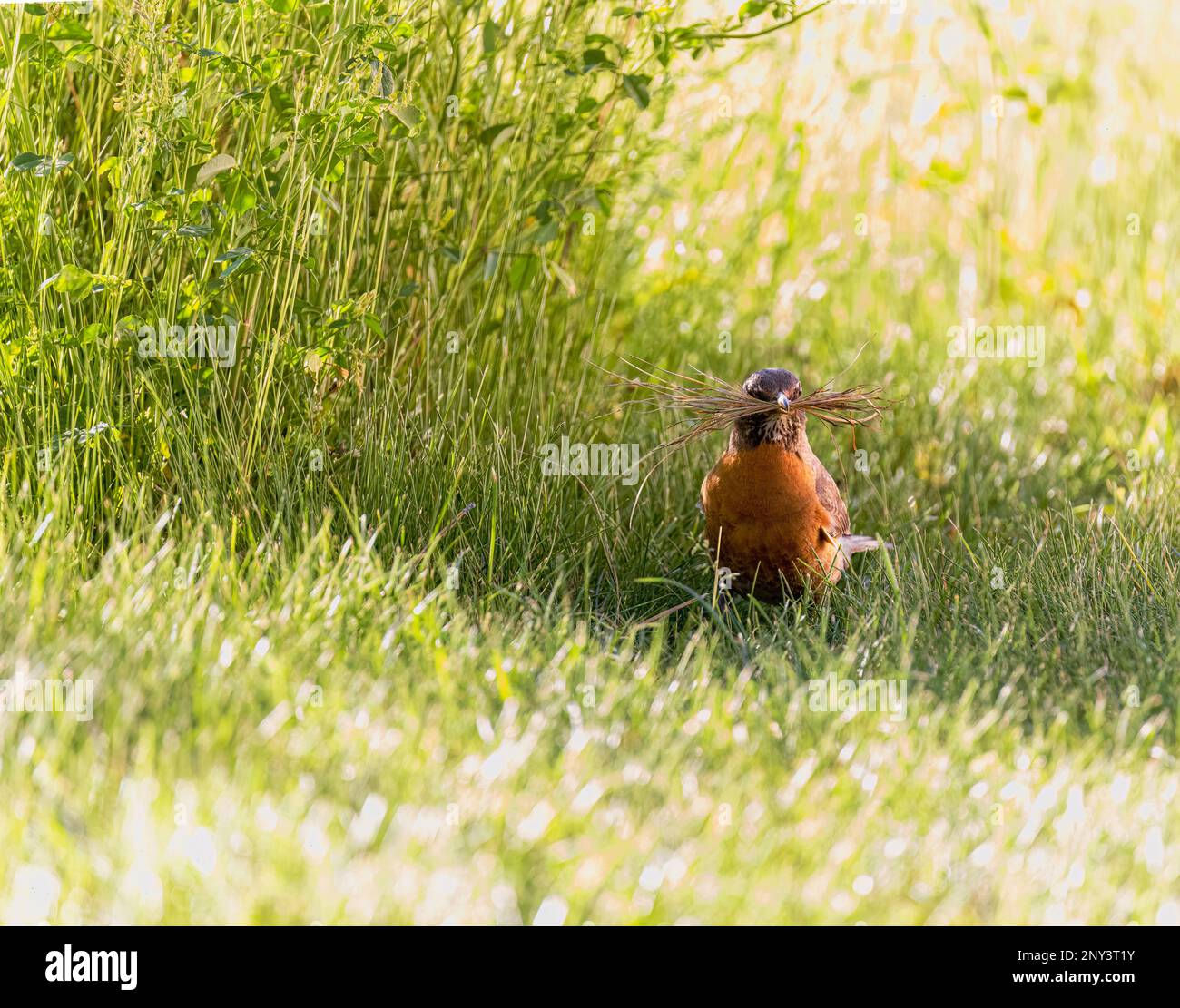 American Robin in primavera, raccogliendo materiale di nidificazione in esso è becco. Foto Stock