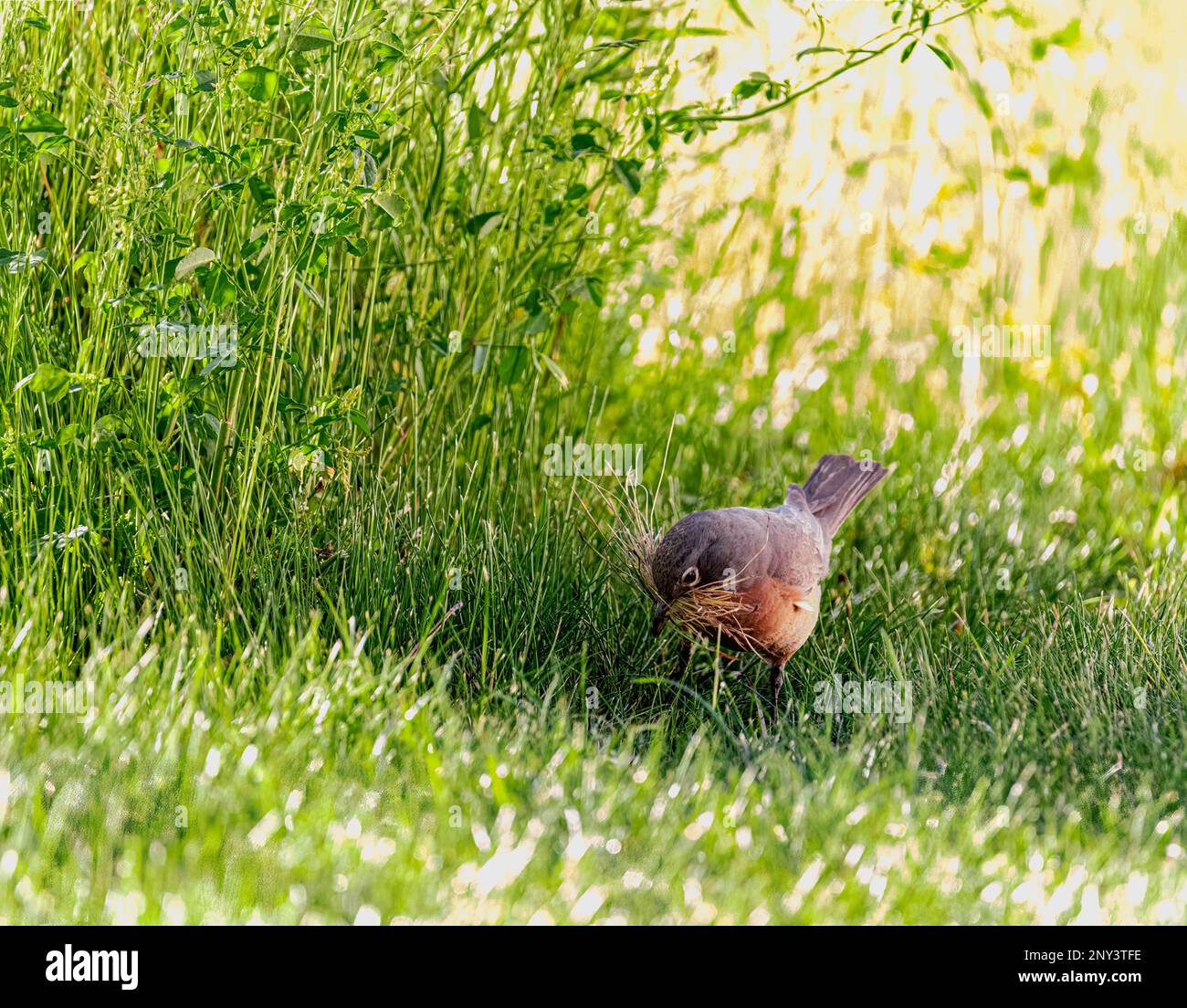 American Robin in primavera, raccogliendo materiale di nidificazione in esso è becco. Foto Stock