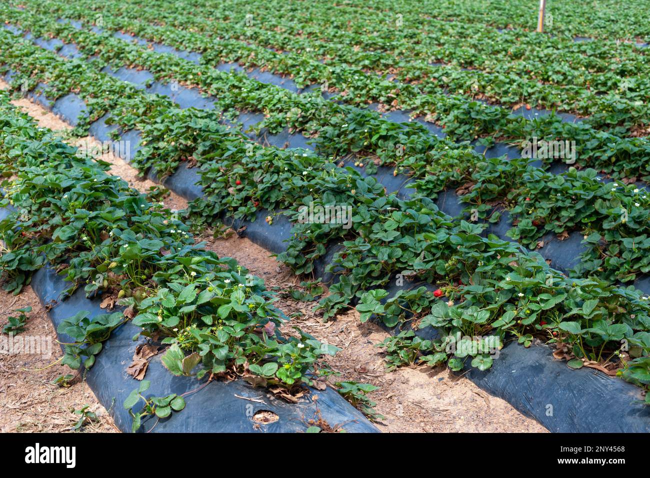 Campi di fragole mature alla Beerenberg Farm, Hahndorf, Australia Meridionale Foto Stock