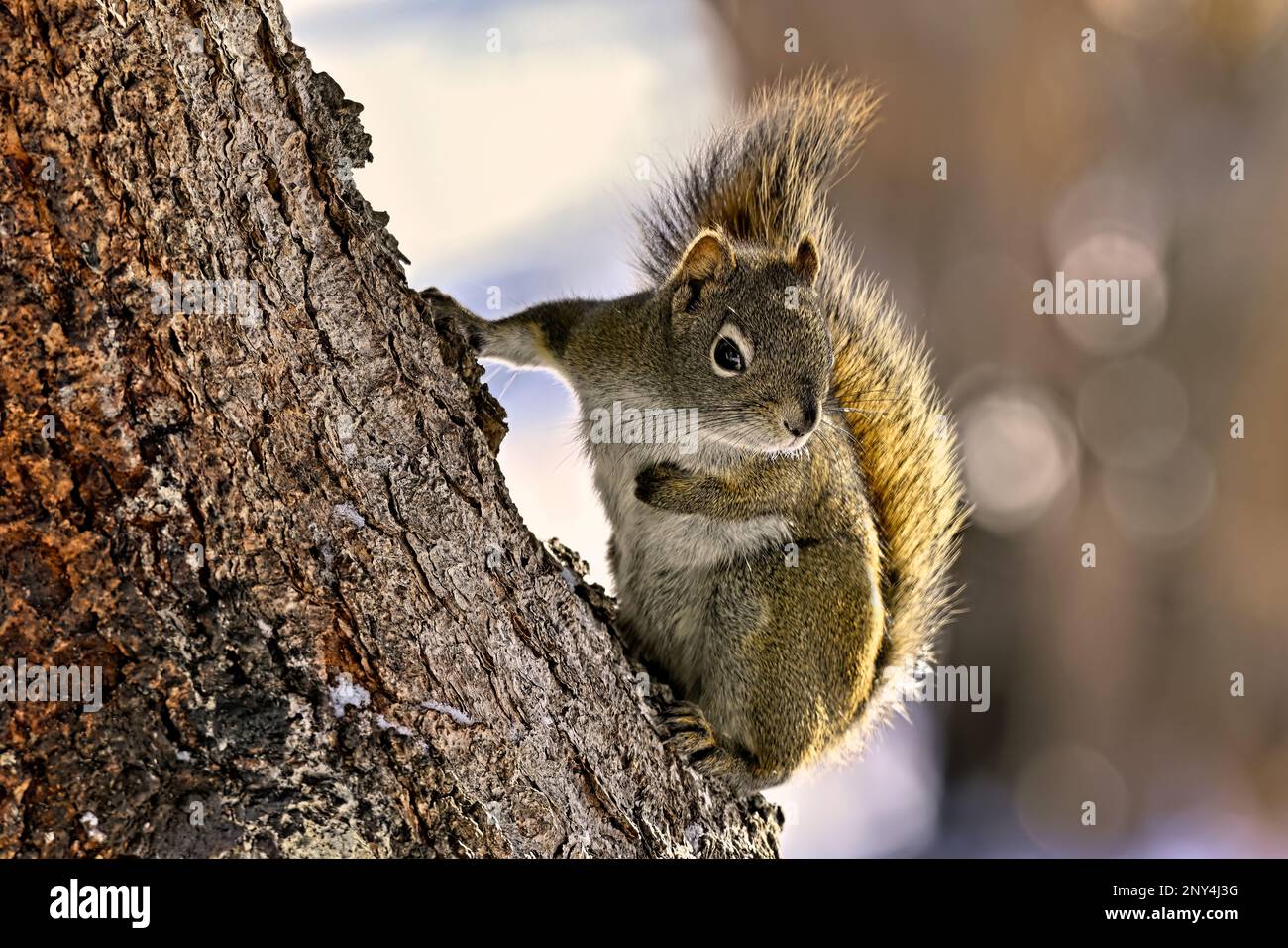 Uno scoiattolo rosso selvatico 'Tamiasciurus hudsonicus', salendo su un tronco di abete rosso nella zona rurale Alberta Canada Foto Stock