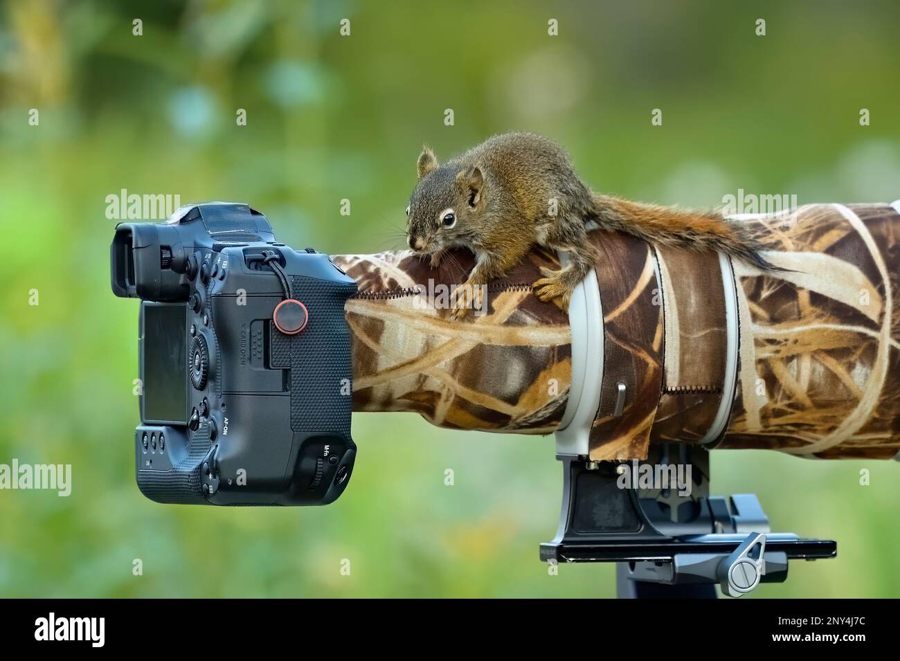 Un giovane scoiattolo rosso 'Tamiasciurus hudsonicus', arrampicandosi sull'obiettivo di una fotocamera del fotografo su un tiro di fauna selvatica nella zona rurale Alberta Canada Foto Stock