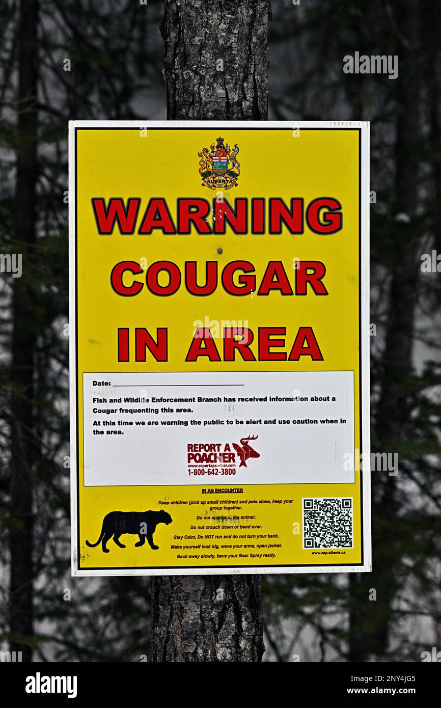 Un segnale di avvertimento avverte gli escursionisti che c'è un problema di cougar nella zona Foto Stock