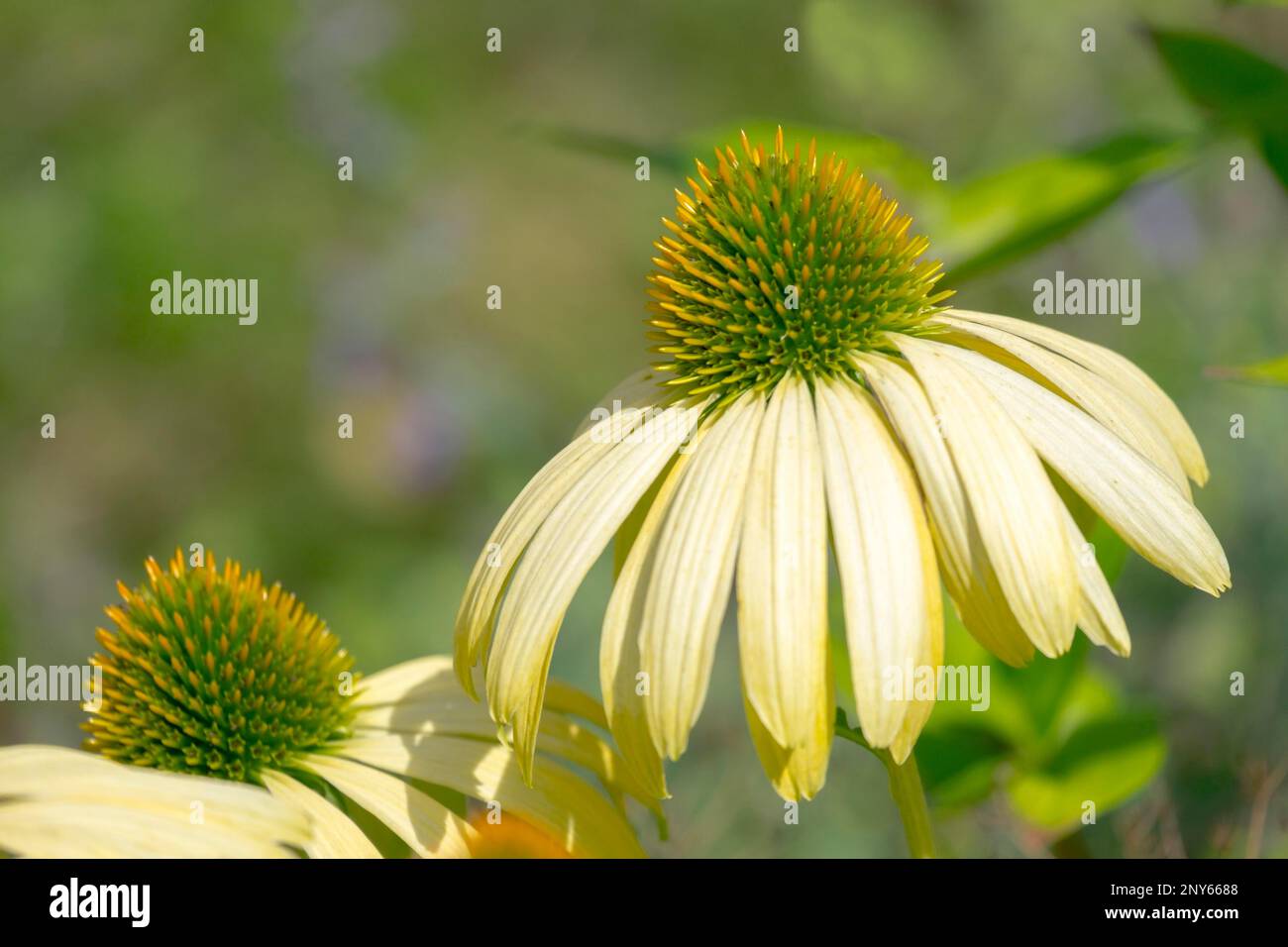 Testa di riccio di Prairie (Echinacea pallida), chiamata anche testa di riccio pallido, Renania settentrionale-Vestfalia, Germania Foto Stock