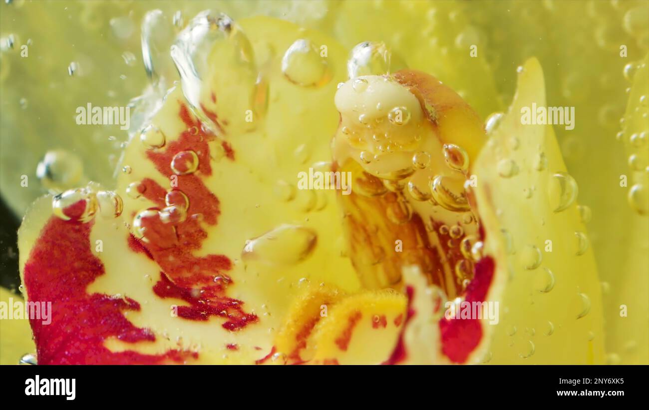 Bel fiore giallo con flusso di bolle. Riprese in stock. Fiore in acqua gorgogliante. Primo piano di ruscelli di bolle in acqua con fiore. Foto Stock